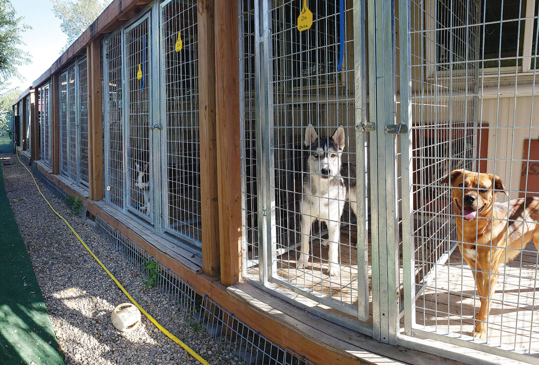What Is Dog Shelter Called